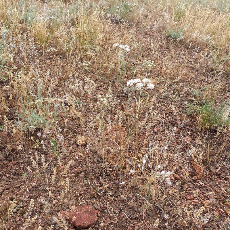Hyalolaena bupleuroides photo 6