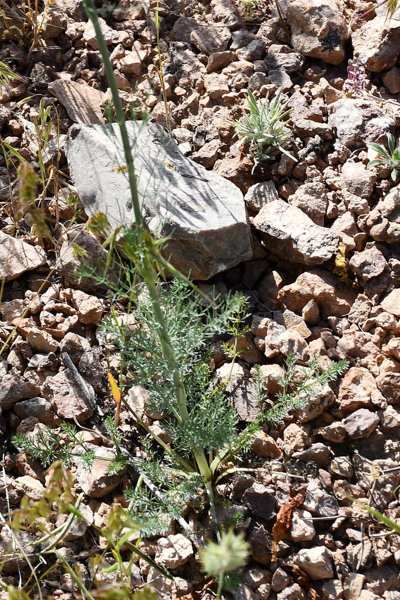 Hyalolaena bupleuroides photo 7