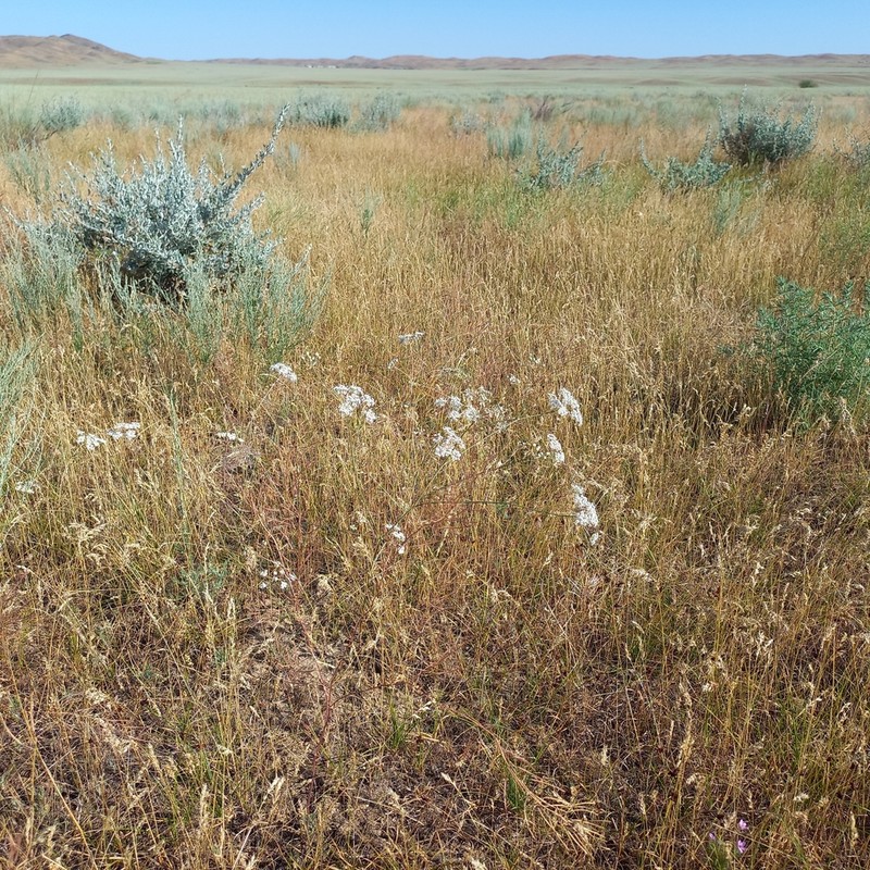Hyalolaena bupleuroides photo 8