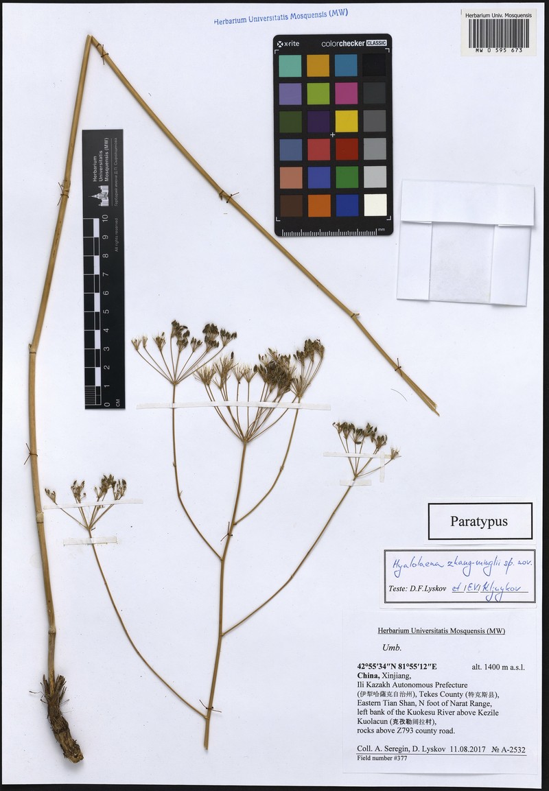 Hyalolaena zhang-minglii