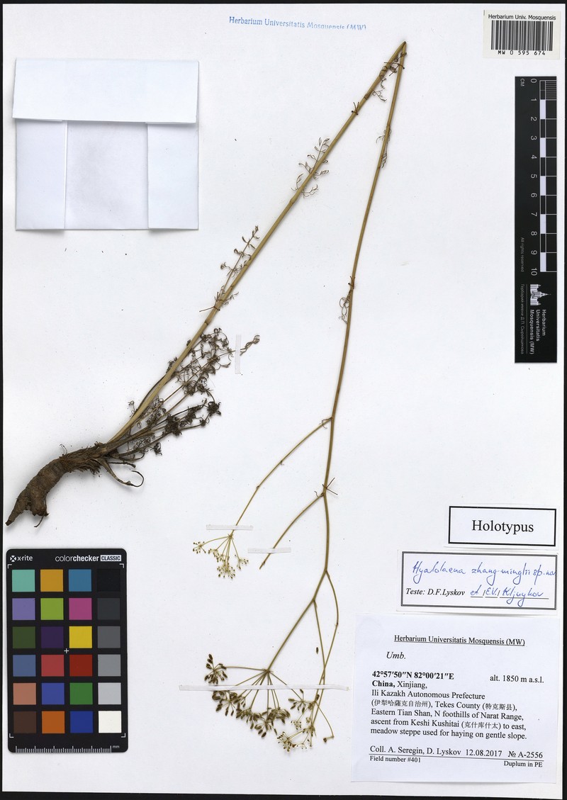 Hyalolaena zhang-minglii photo 2