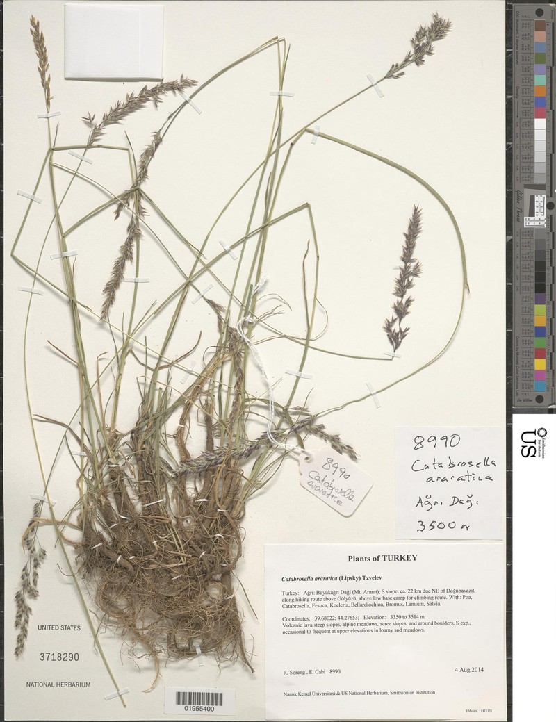 Hyalopodium araraticum