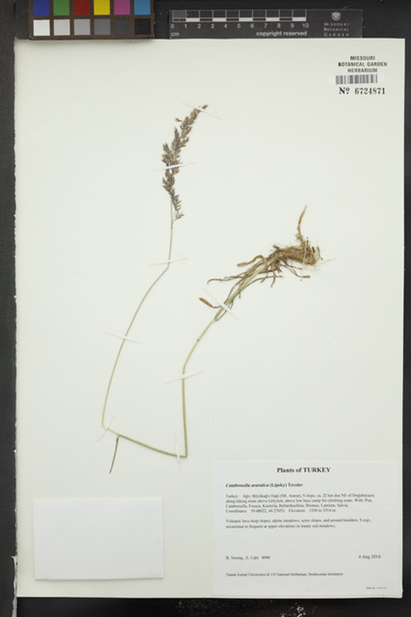 Hyalopodium araraticum photo 2