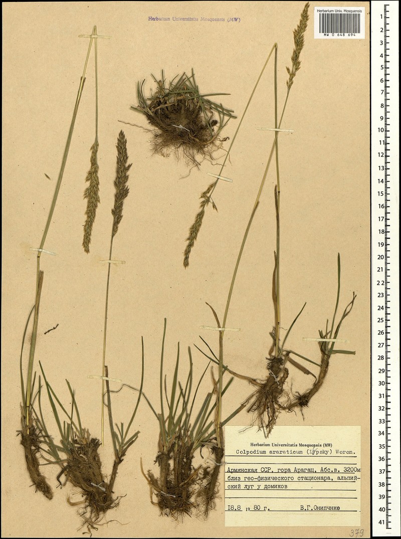 Hyalopodium araraticum photo 3