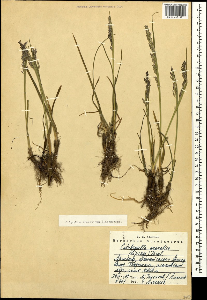 Hyalopodium araraticum photo 4