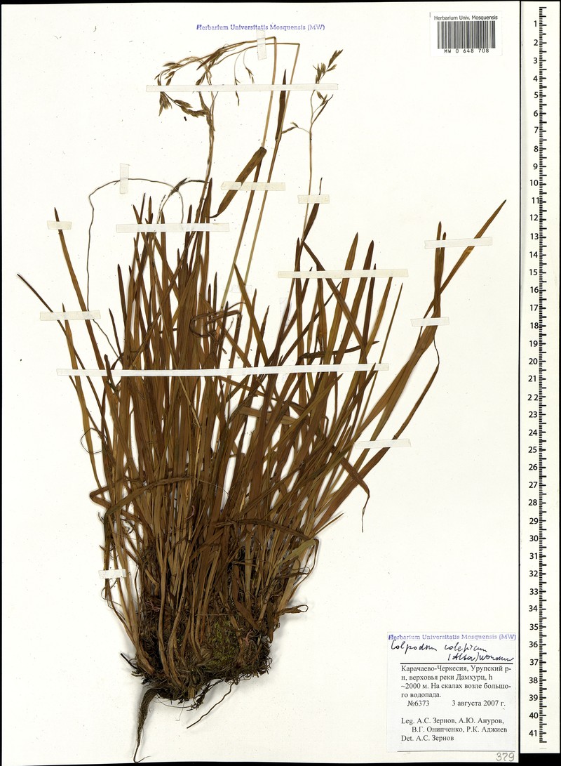 Hyalopodium colchicum