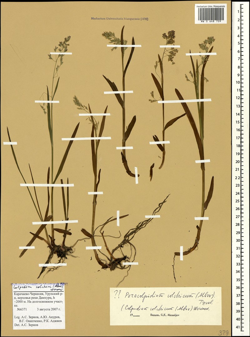 Hyalopodium colchicum photo 2