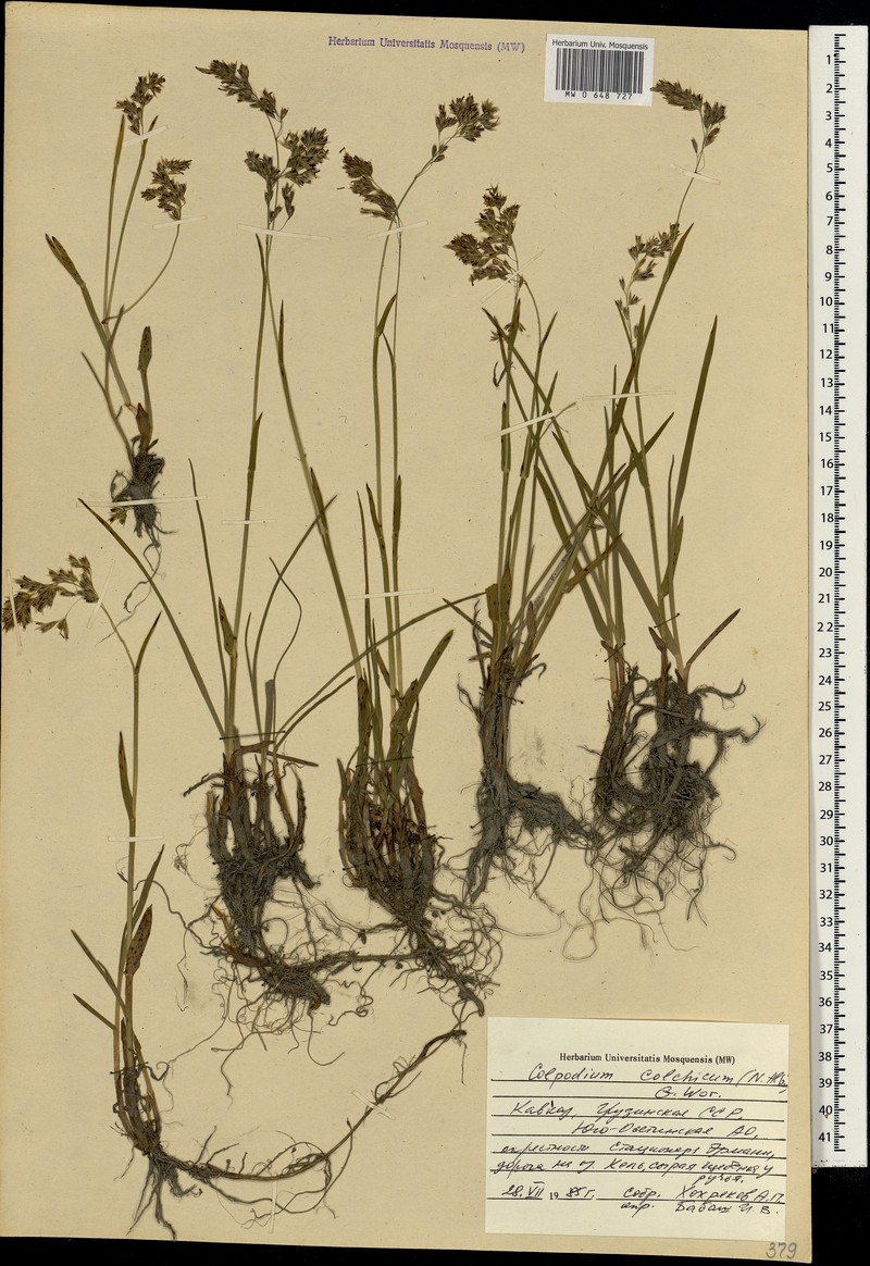 Hyalopodium colchicum photo 3