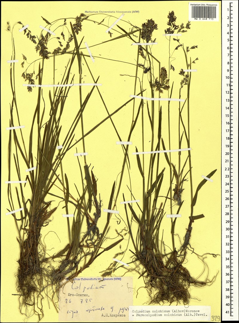 Hyalopodium colchicum photo 4