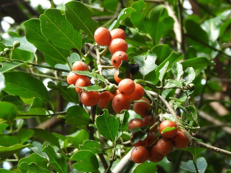 Hyalosepalum afrum