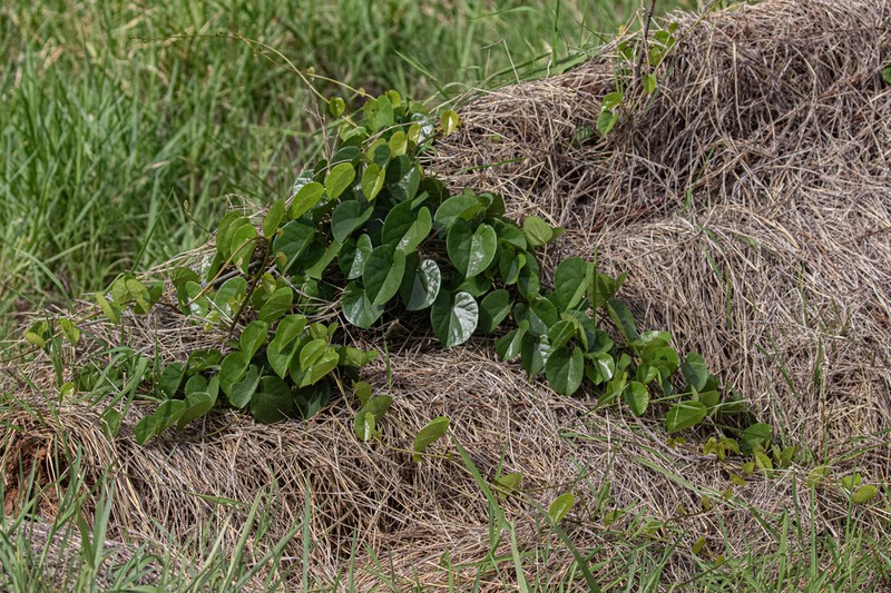 Hyalosepalum afrum photo 2