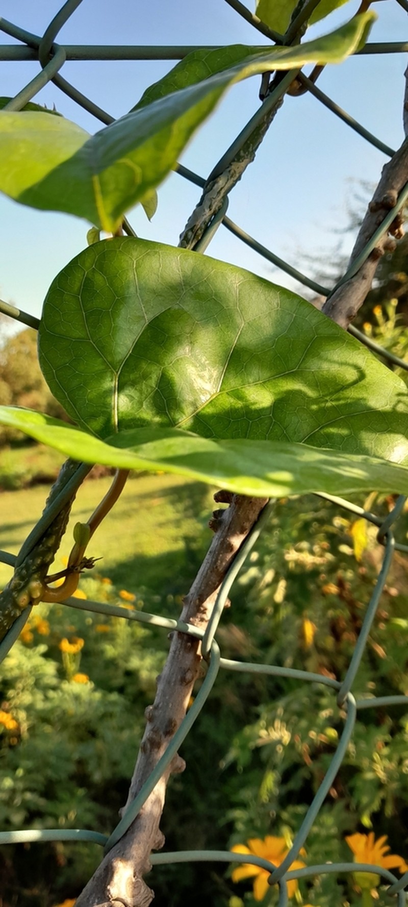 Hyalosepalum afrum photo 3