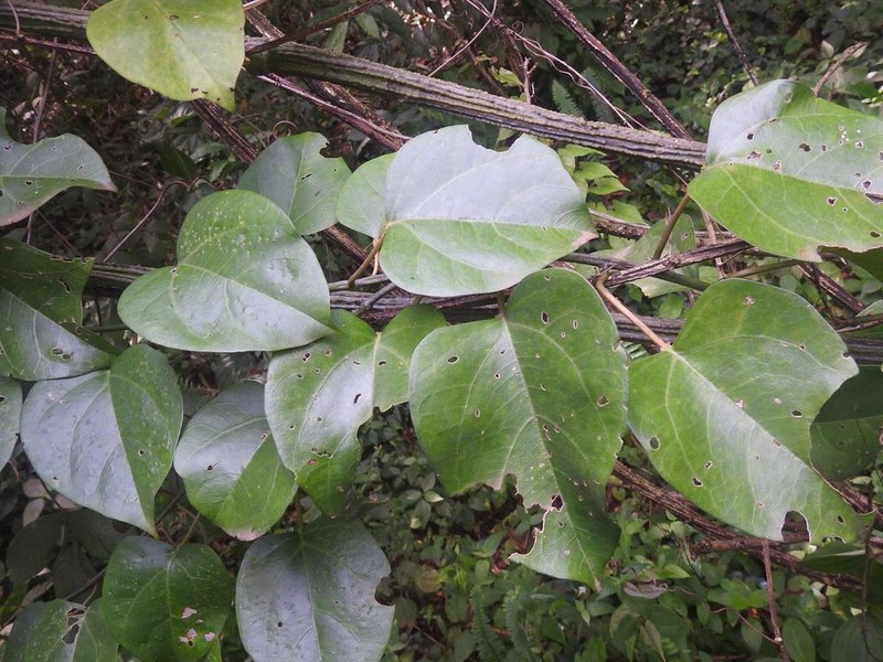 Hyalosepalum afrum photo 6
