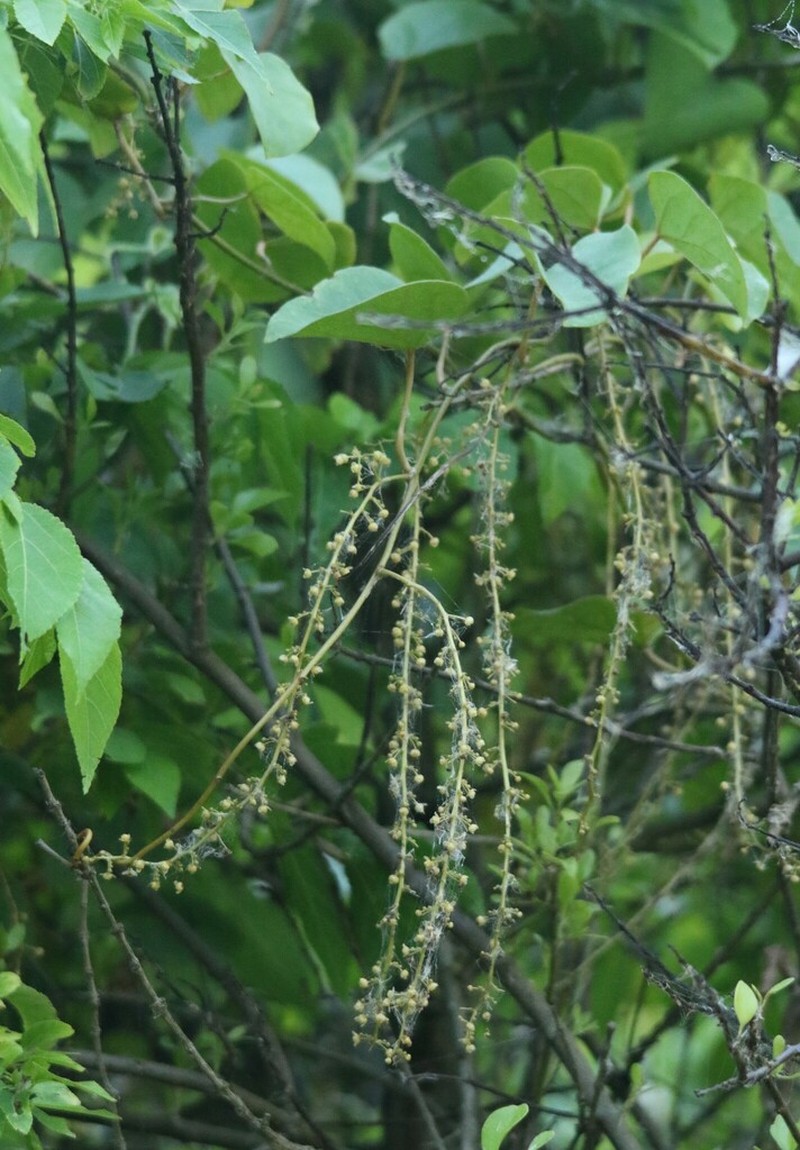 Hyalosepalum afrum photo 7