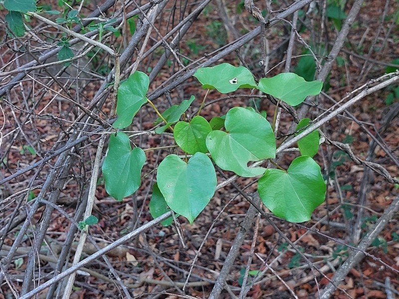 Hyalosepalum afrum photo 8