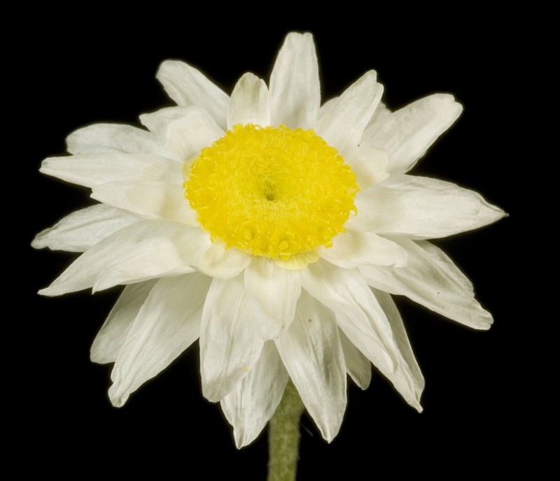 Hyalosperma cotula
