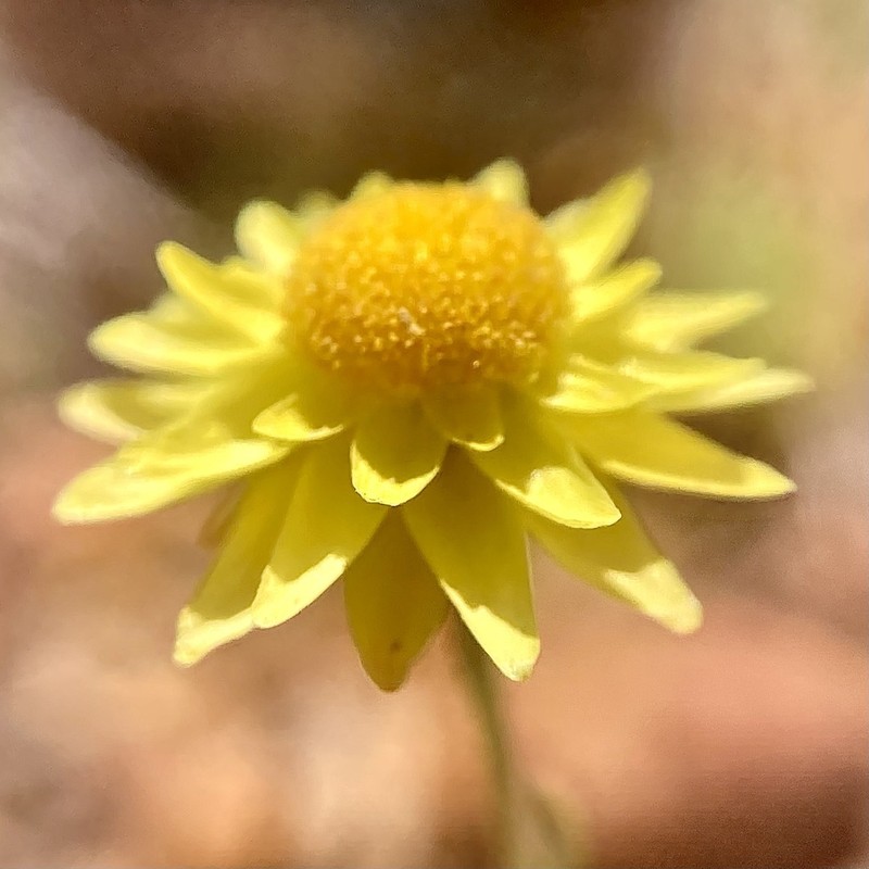 Hyalosperma cotula photo 2