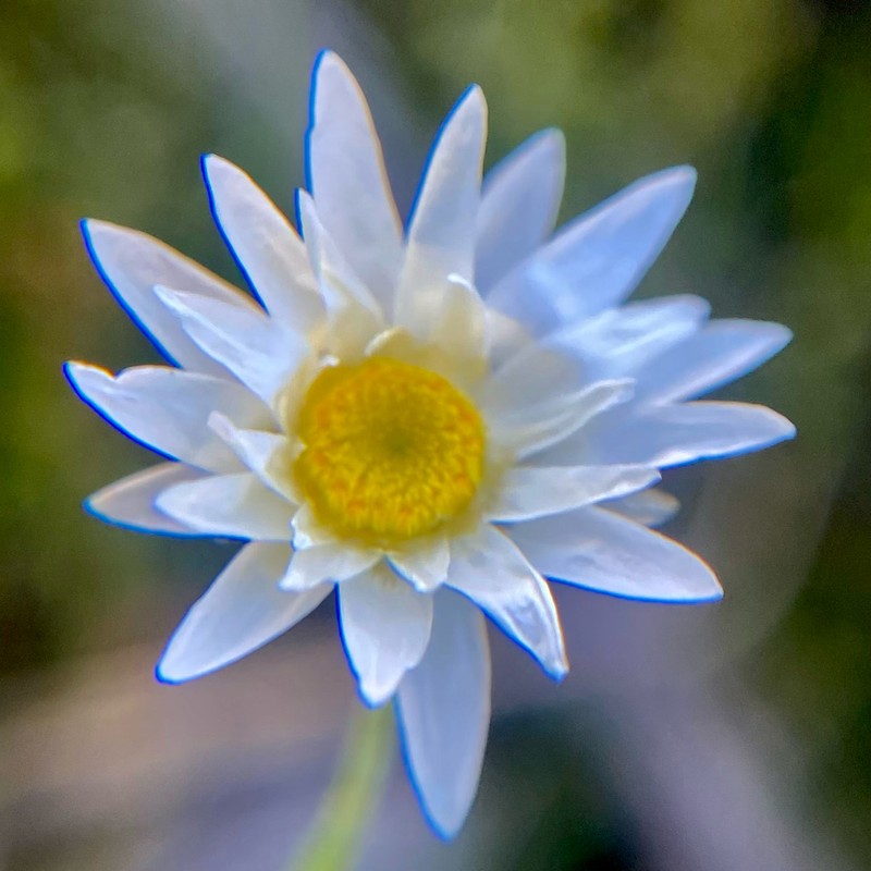 Hyalosperma cotula photo 3