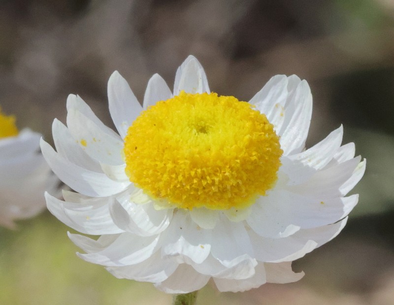 Hyalosperma cotula photo 4