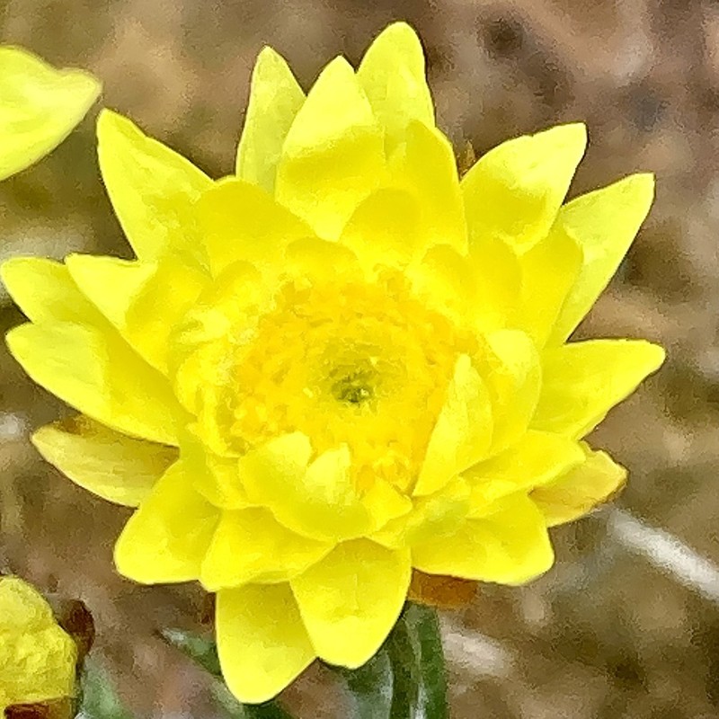 Hyalosperma cotula photo 5