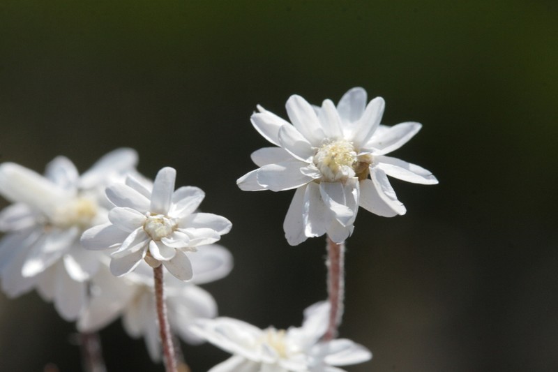 Hyalosperma cotula photo 6