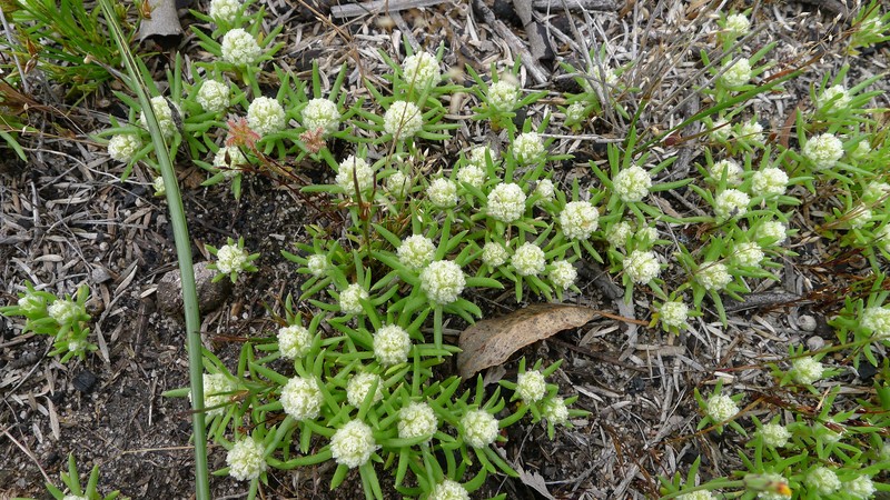 Hyalosperma demissum