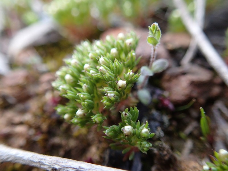 Hyalosperma demissum photo 2