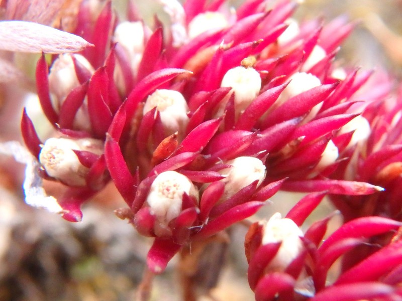 Hyalosperma demissum photo 3