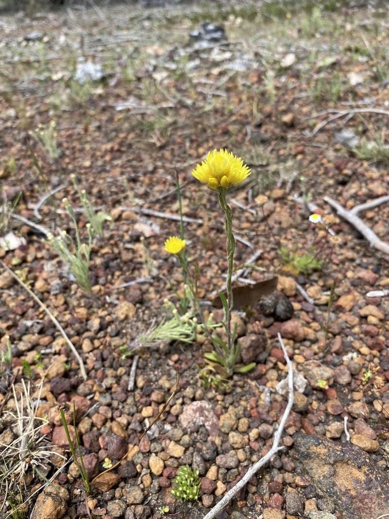 Hyalosperma demissum photo 4