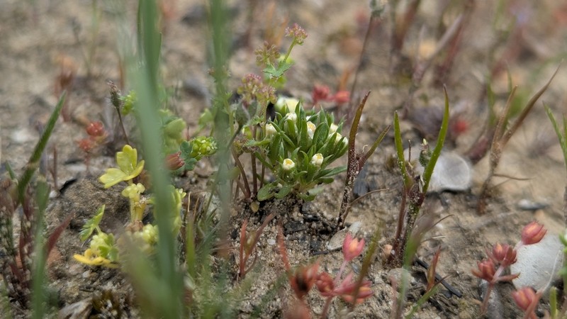 Hyalosperma demissum photo 5