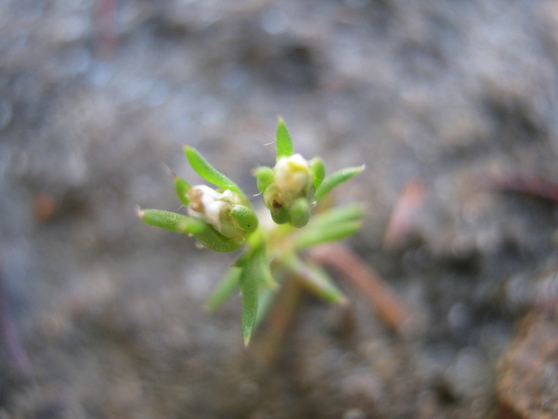 Hyalosperma demissum photo 6
