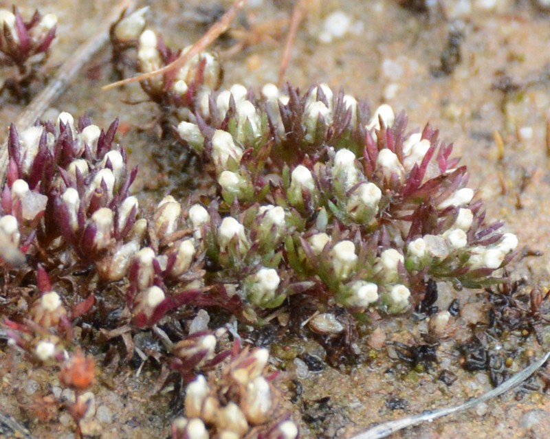 Hyalosperma demissum photo 7