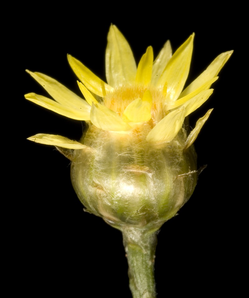 Hyalosperma glutinosum