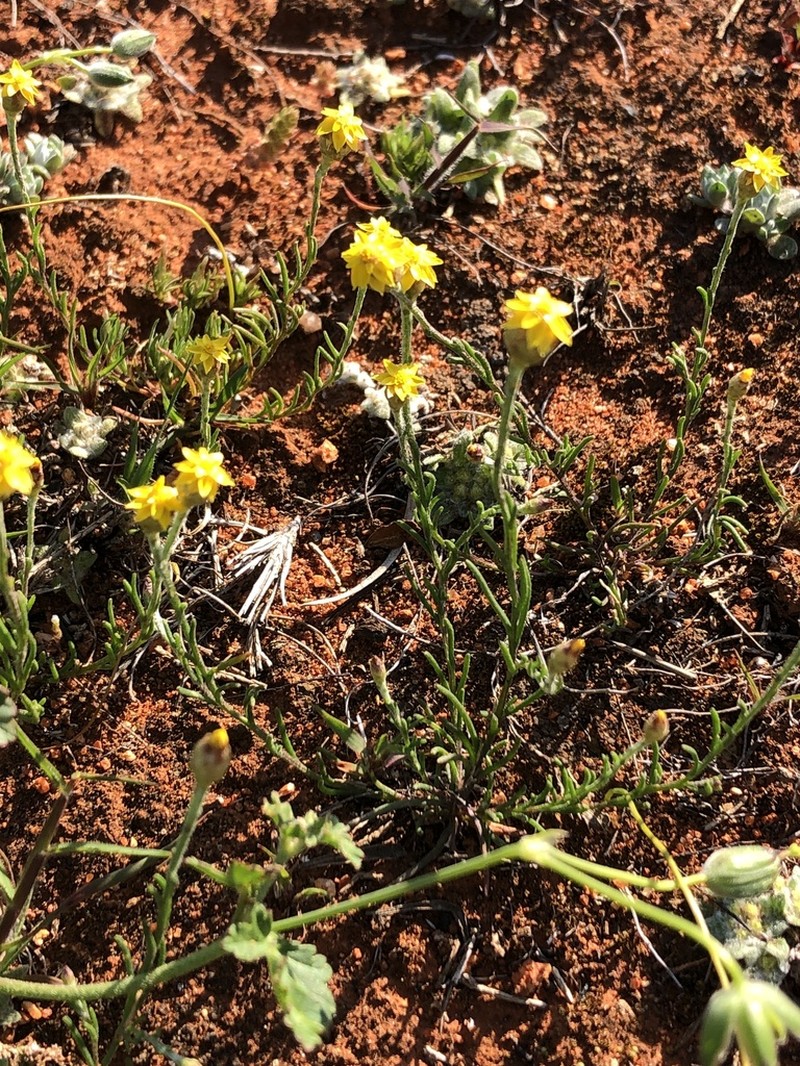 Hyalosperma glutinosum photo 2