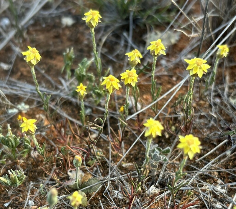 Hyalosperma glutinosum photo 3