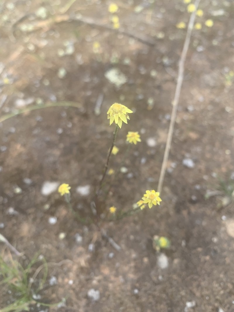 Hyalosperma glutinosum photo 4
