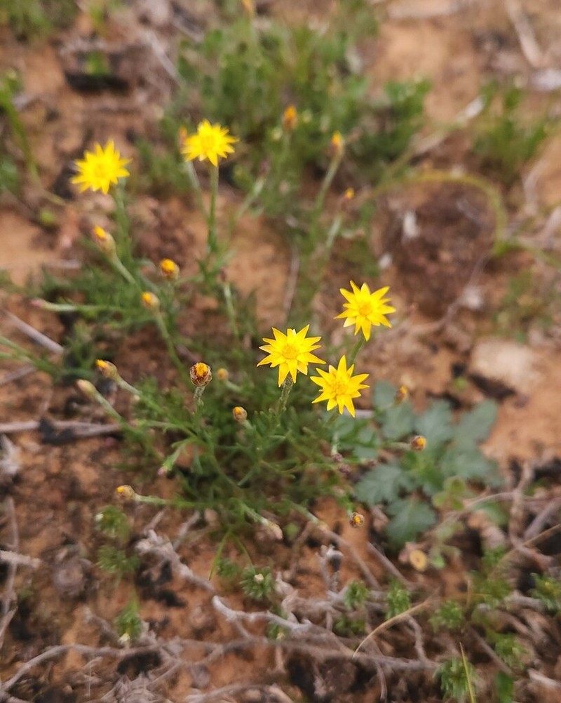 Hyalosperma glutinosum photo 5