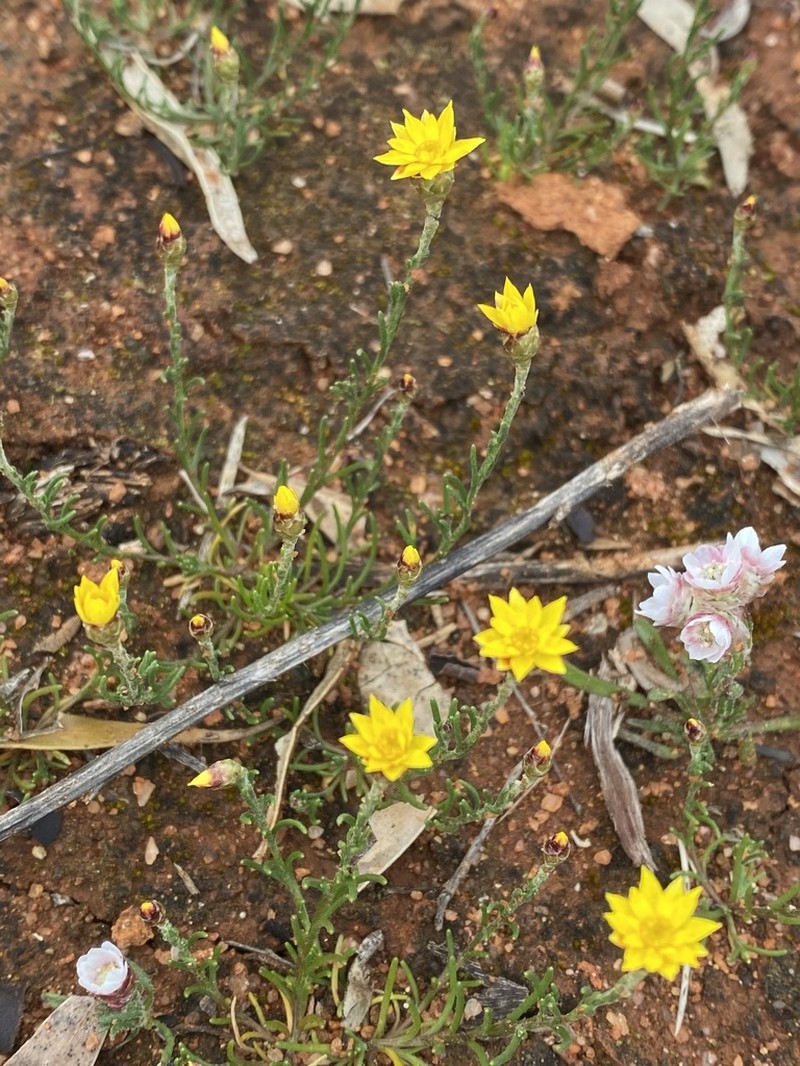 Hyalosperma glutinosum photo 6