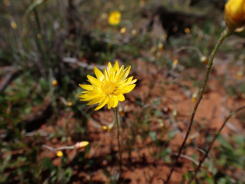 Hyalosperma glutinosum photo 7