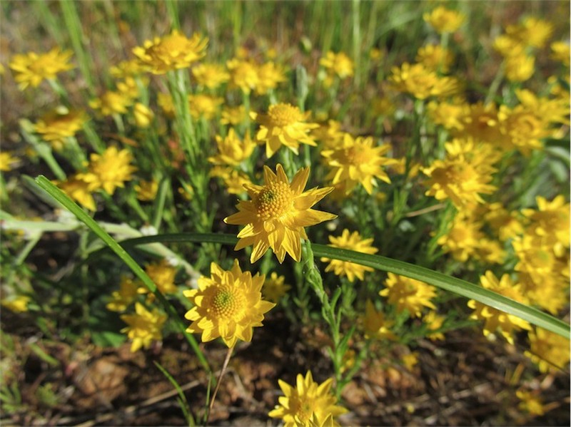 Hyalosperma praecox