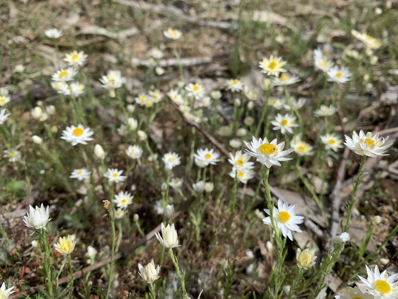 Hyalosperma praecox photo 2