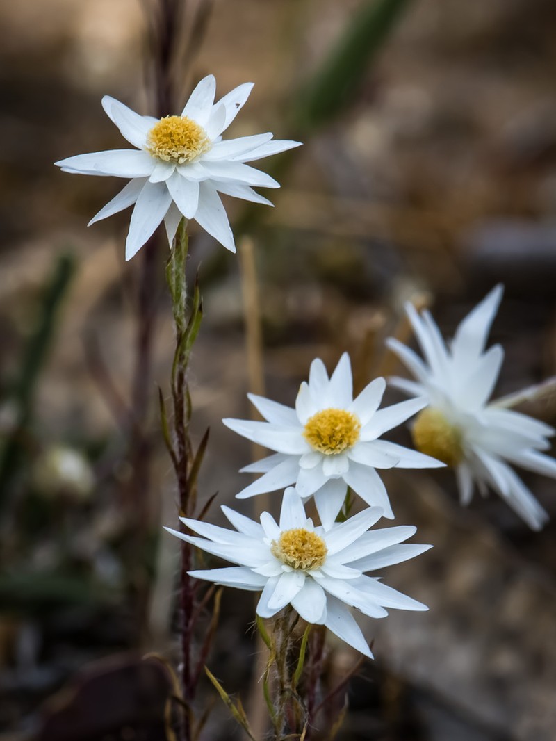 Hyalosperma praecox photo 3