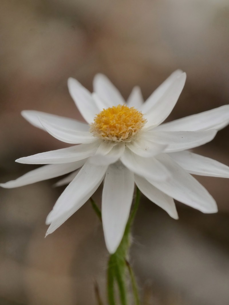Hyalosperma praecox photo 4