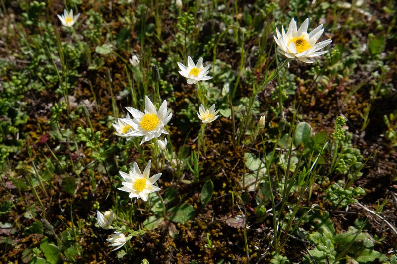 Hyalosperma praecox photo 5