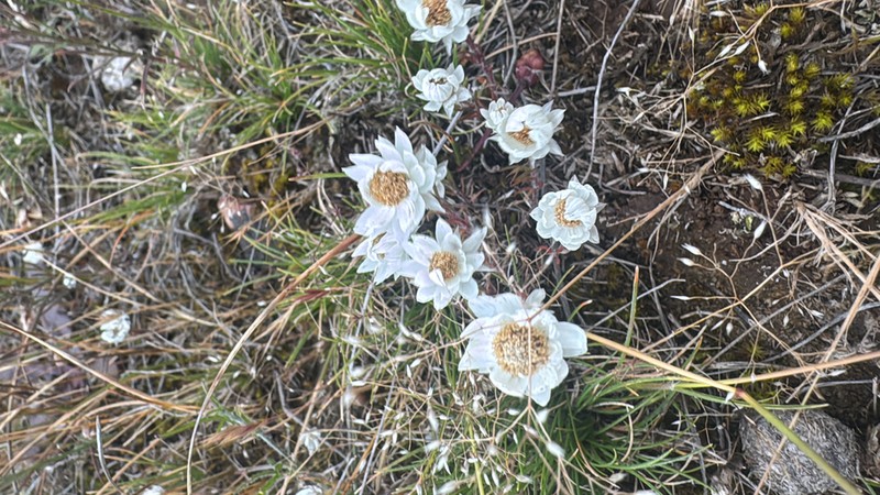 Hyalosperma praecox photo 6