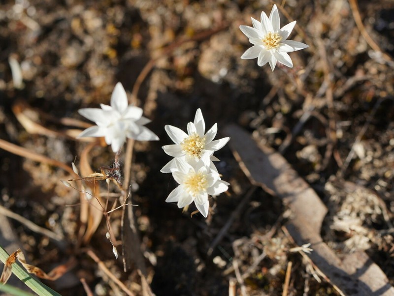 Hyalosperma praecox photo 7
