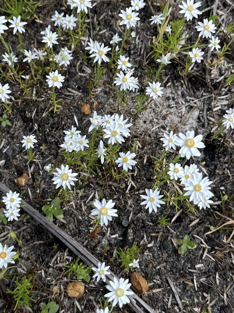 Hyalosperma pusillum