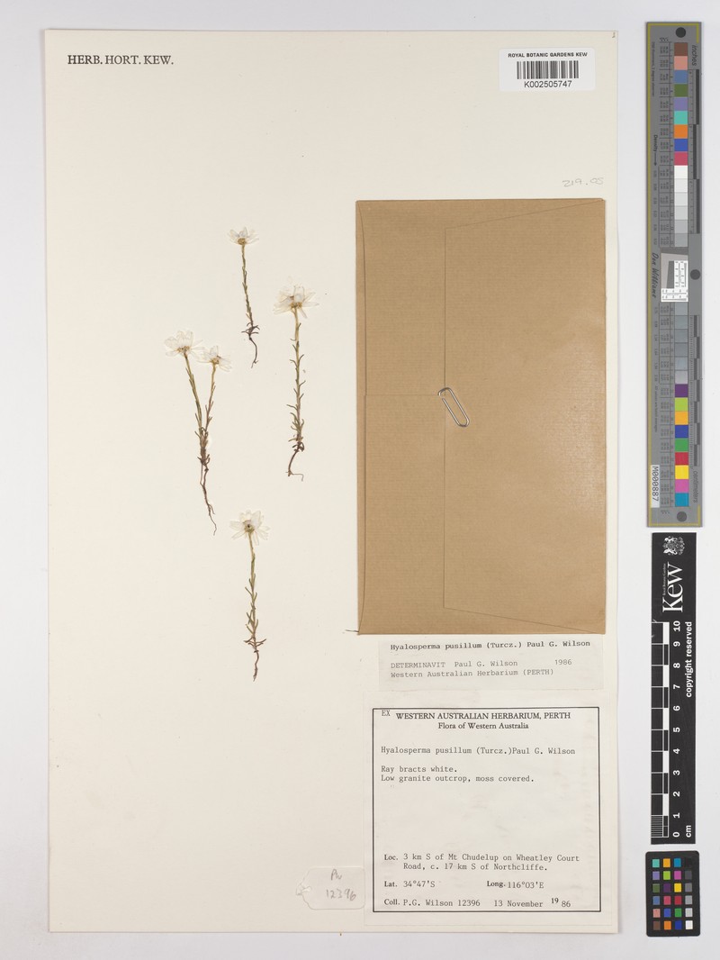 Hyalosperma pusillum photo 2