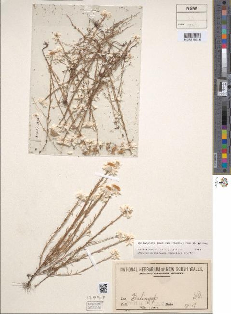 Hyalosperma pusillum photo 3