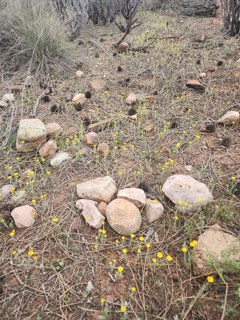 Hyalosperma semisterile